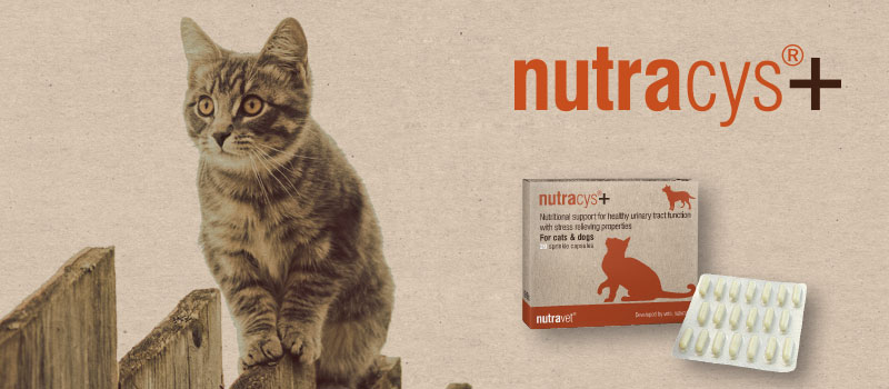 Nutracys tablets fro cats and dogs